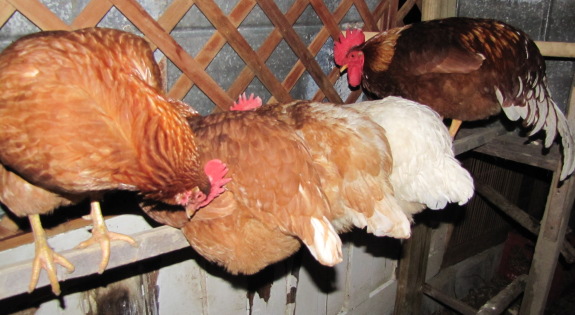 used pallet chicken coop new roost image at night