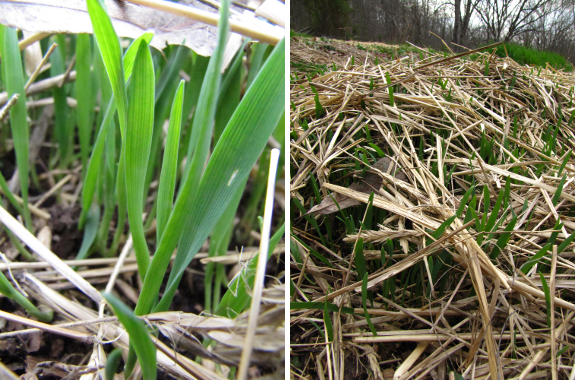 Young oat plants