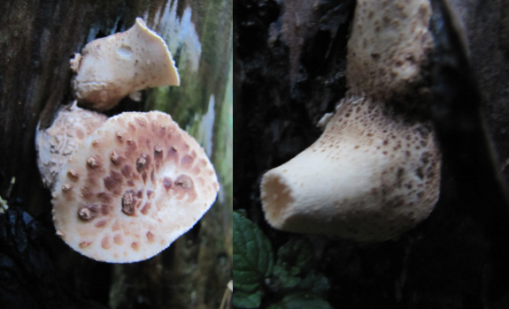 Young Dryad Saddle mushrooms