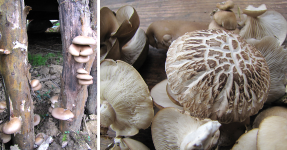 Oyster mushroom growing on mushroom totems