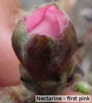 Nectarine bud in first pink stage