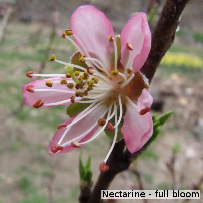 Nectarine flower