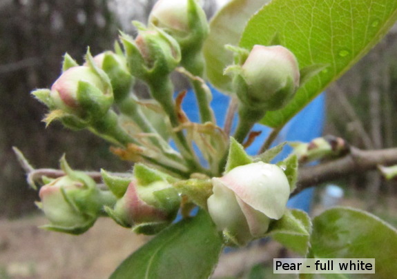 Pear buds in full white stage