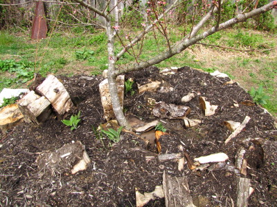 Hugelkultur kill mulch