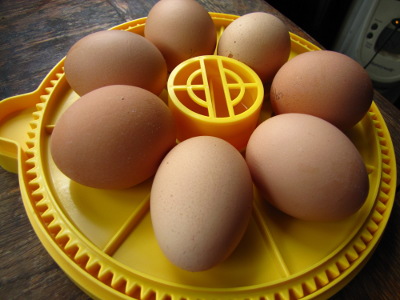 Brinsea egg incubator