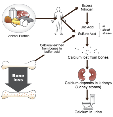 Animal protein pulls calcium into blood
