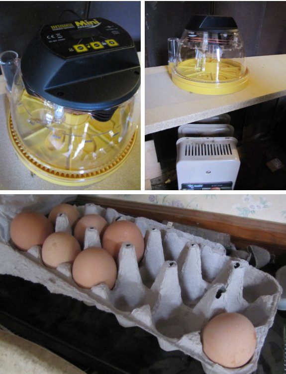 Mini advance incubator with eggs waiting