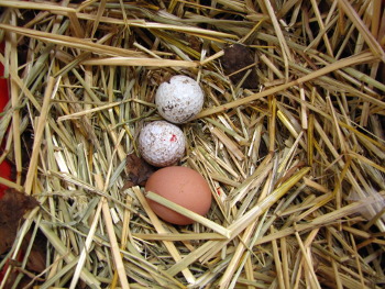 Homegrown egg