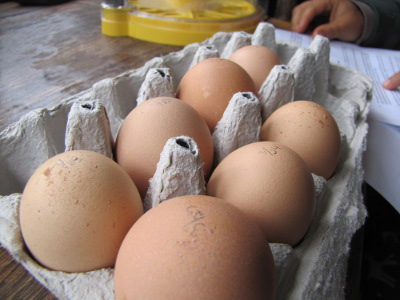 Storing eggs for incubation