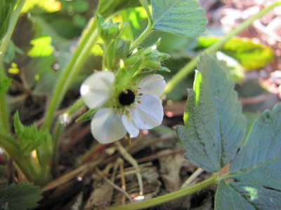 Frost-nipped strawberry flower