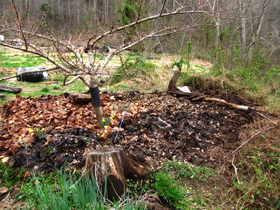 Forest garden island