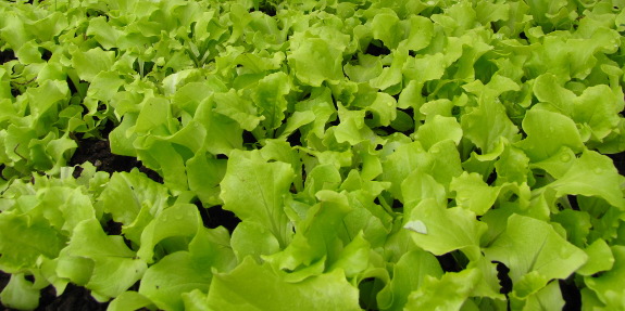 Leaf lettuce