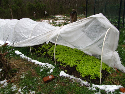 Accessing lettuce in a quick hoop