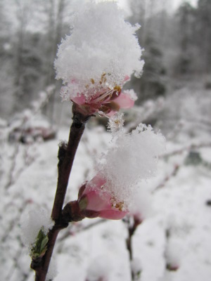 Snow on nectarine flowers