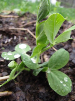 Young pea plant