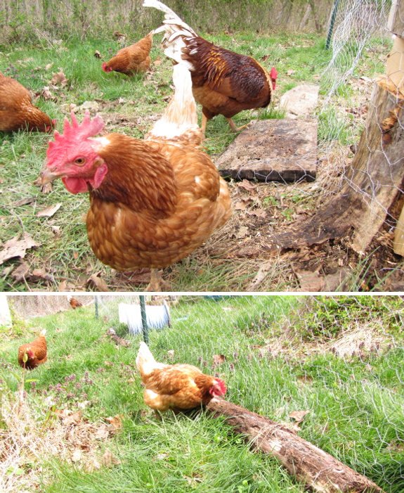 more chicken wire attachment images with cute chickens