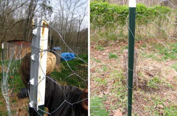 post attachment of chicken wire with electric fence wire