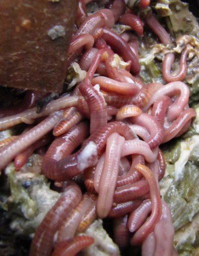 Red worms