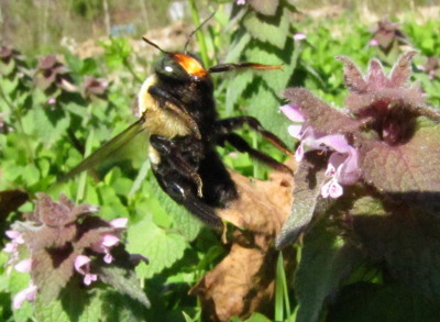 Bumblebee on a dead nettle flower
