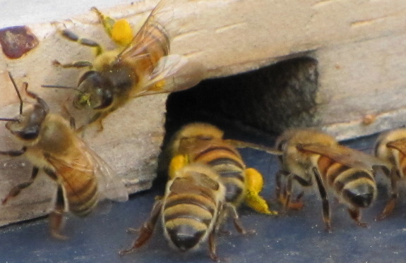 Honeybees with full pollen sacs
