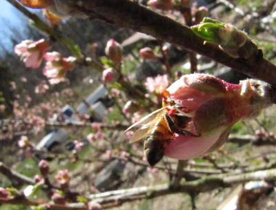 Honeybee in a nectarine flower