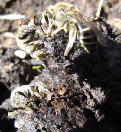 Native bees on manure