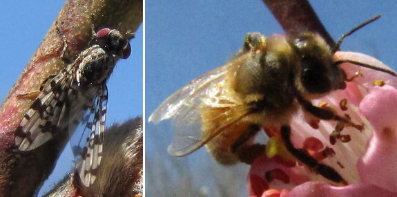 Native pollinators