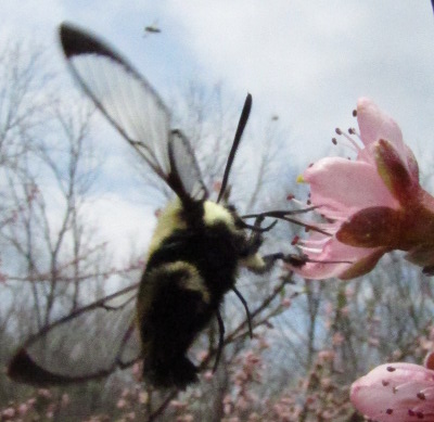 Bumblebee moth