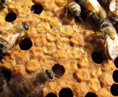 Capped honeybee brood