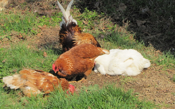 Dust bathing chickens