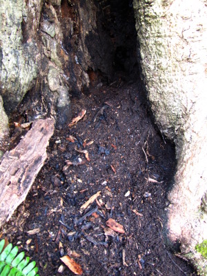 Stump dirt spilling out of a hollow tree