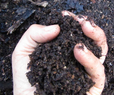 Handful of stump dirt