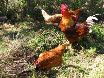 Chickens eating weeds