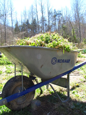 Wheelbarrow of weeds