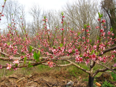 Blooming peach tree