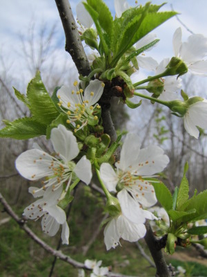 Cherry blossoms