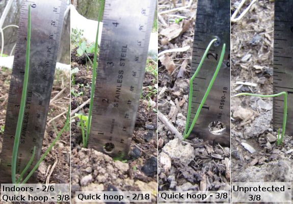 Onion seedlings planted at different times