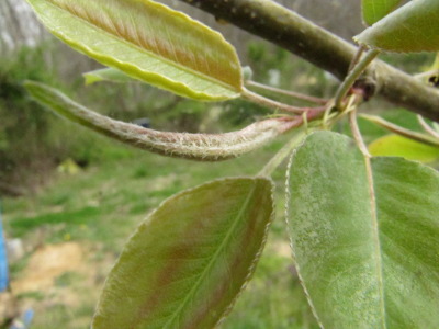 New pear leaves