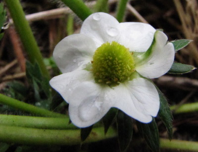 Strawberry flower