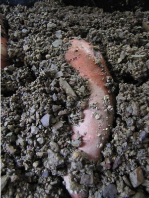 Sweet potato in gravel for propagation