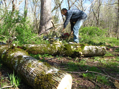 Cut logs