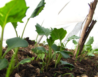 Broccoli seedlings