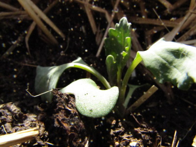 Cabbage seedling