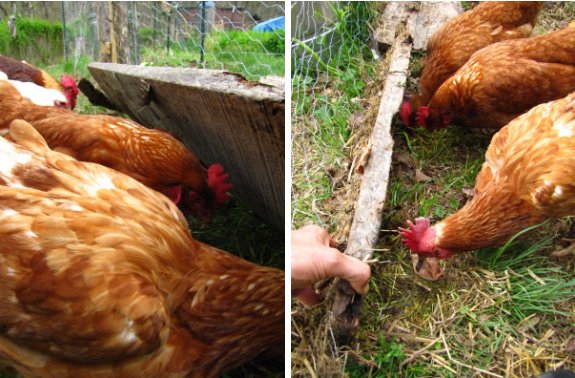 worm and bug chicken feeder