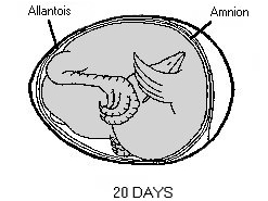 Chicken embryo day 20