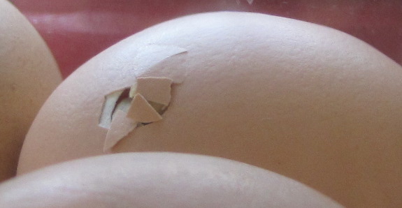 Chick pecks hole in egg