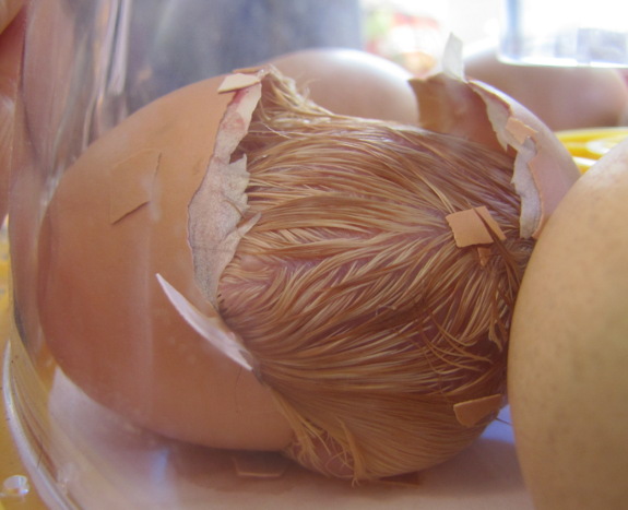 Chick pushing out of shell