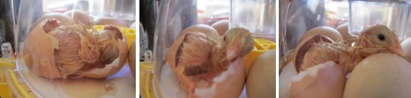 cute chick 2.0 from incubator.