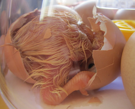 Hatching chick