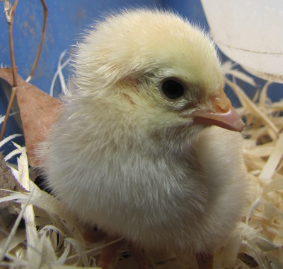 Day old chick